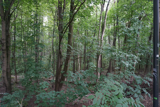 A dense and natural forest in Warsaw