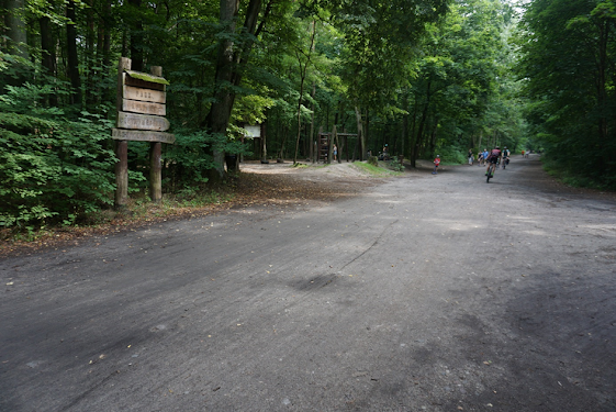 A perfect forest for a ride on the bike