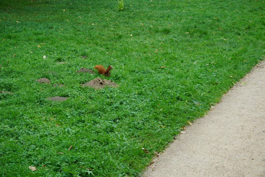 Most of the parks in Warsaw have squirrels