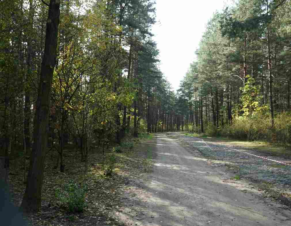 Treblinka forest